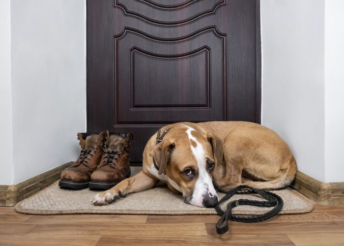 a dog lying in front of an apartment door