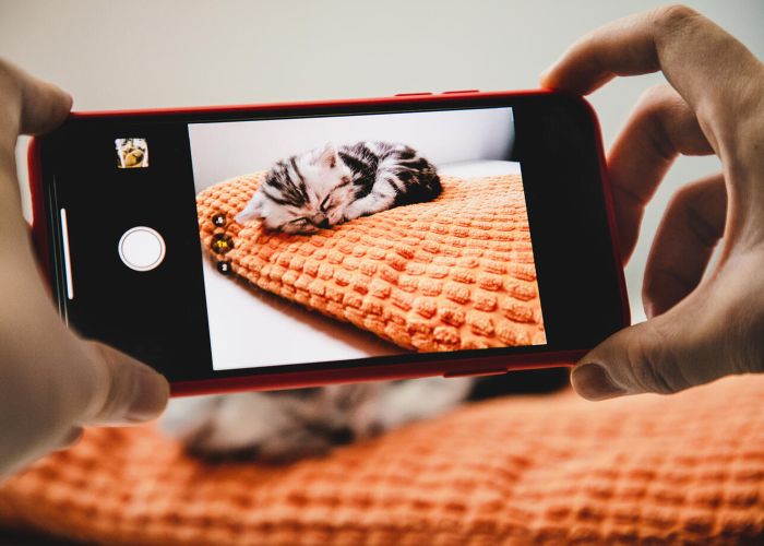 a person using their phone to photograph a sleeping kitten