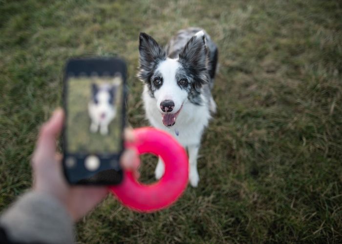 a person recording a dog on their phone