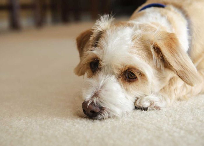 a sad dog lying on a carpet