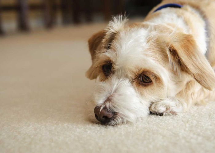 un perro triste tumbado en una alfombra
