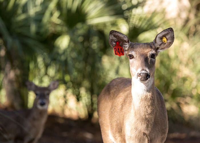 two deer with ear tags standing in front of trees