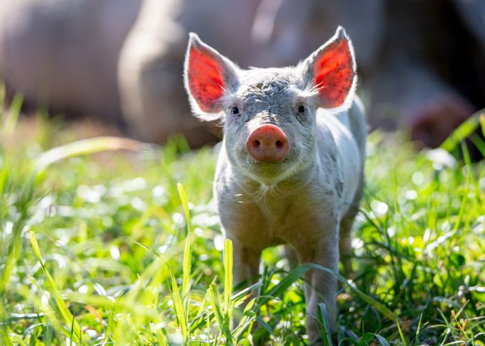 Photo of piglet