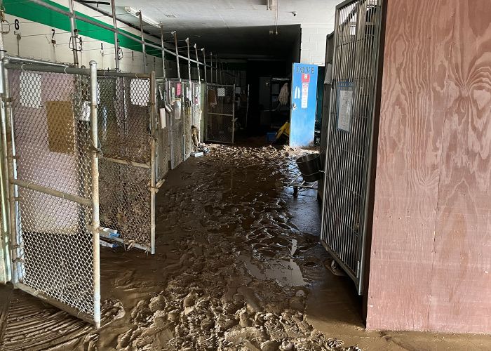 interior of an animal shelter with empty kennels and a flooded muddy floor