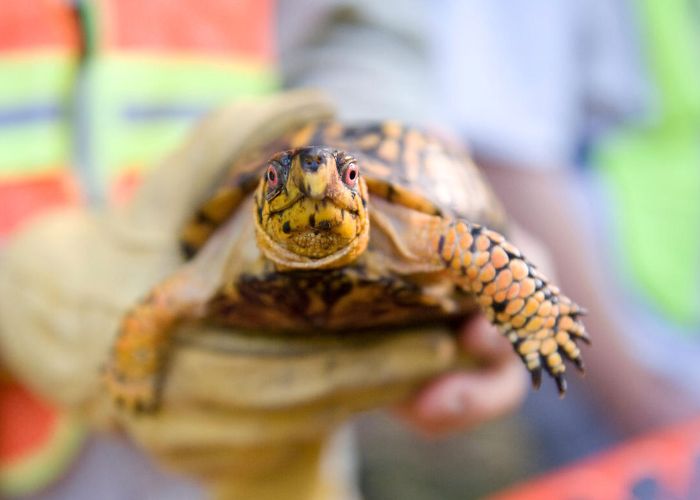 person holding a turtle