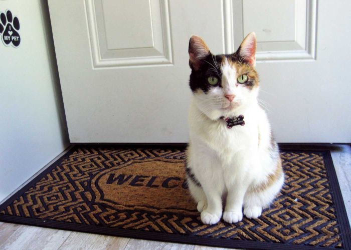 a cat sitting on a welcome mat in front of a door
