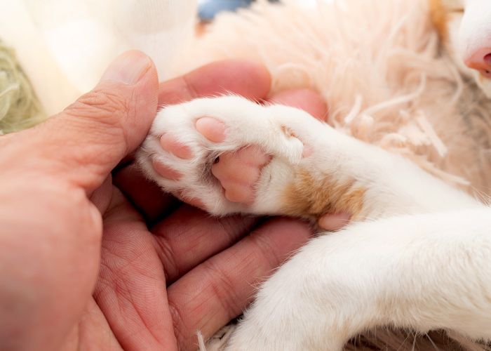 a person holds a cat's paw