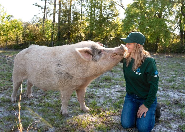 a woman nose to snout with a large pig