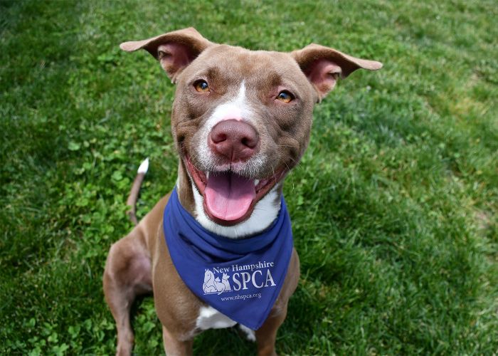 a happy dog wearing a spca bandana
