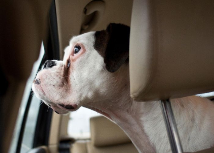 a dog looking out a car window