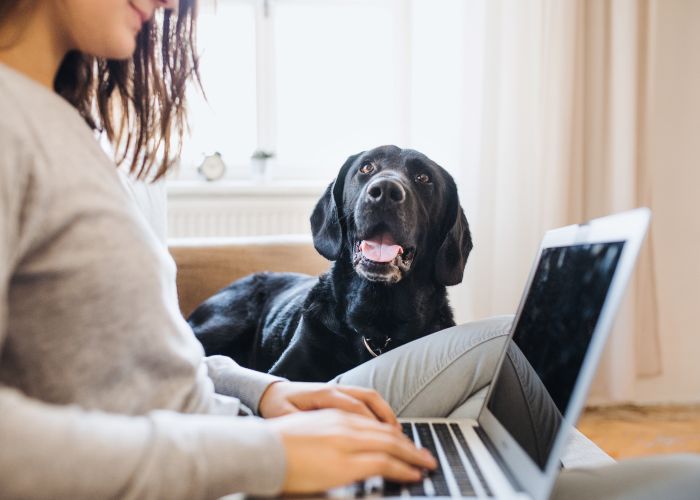 a dog looking on as a woman types on her laptop