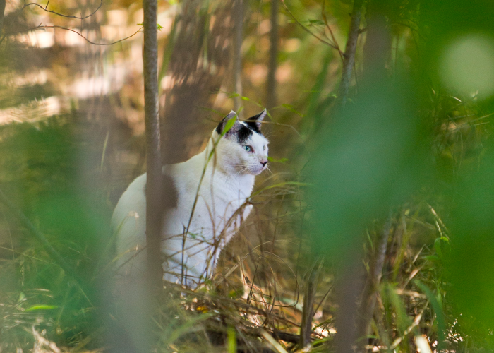cat in woods