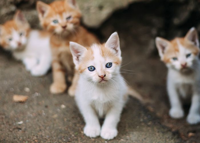 Four small stray white and ginger feral kittens outdoors