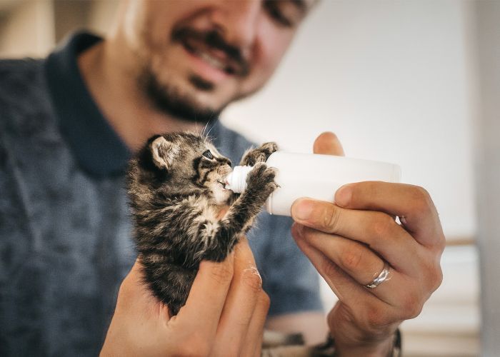 Man feeding newborn kitten a bottle of milk.