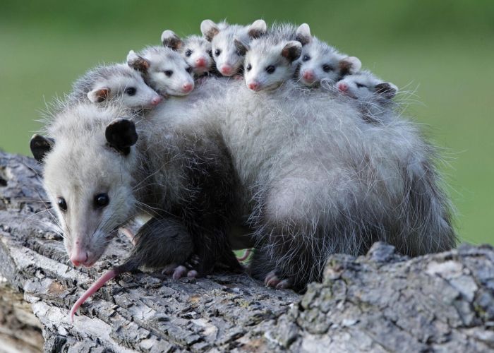 Mother opossum with babies on her back