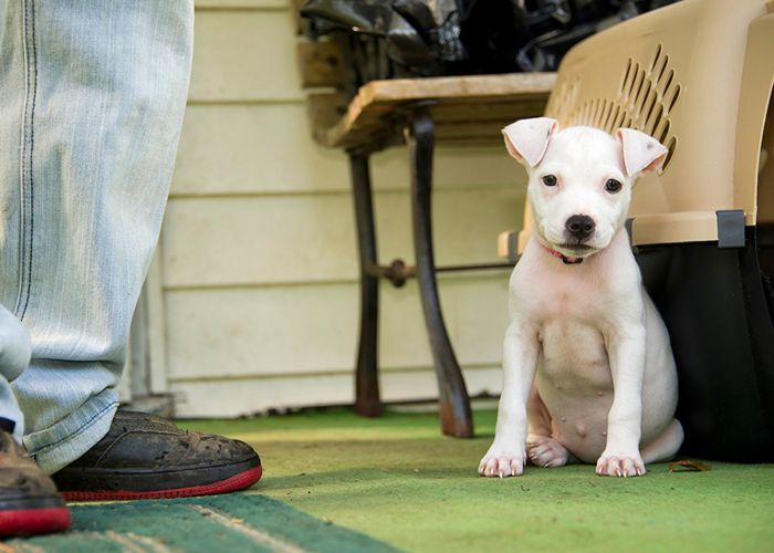 a white puppy sitting on a porch