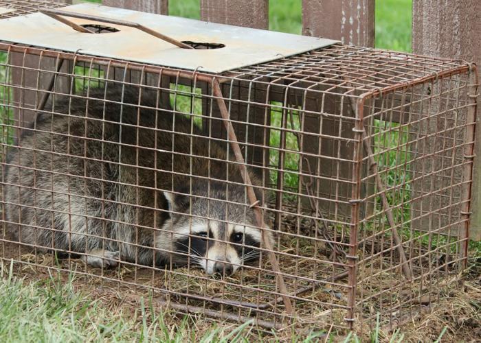 Raccoon in a trap
