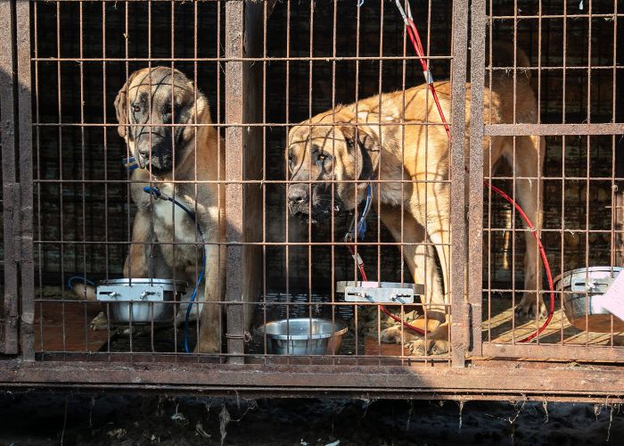 dos perros en una antigua granja