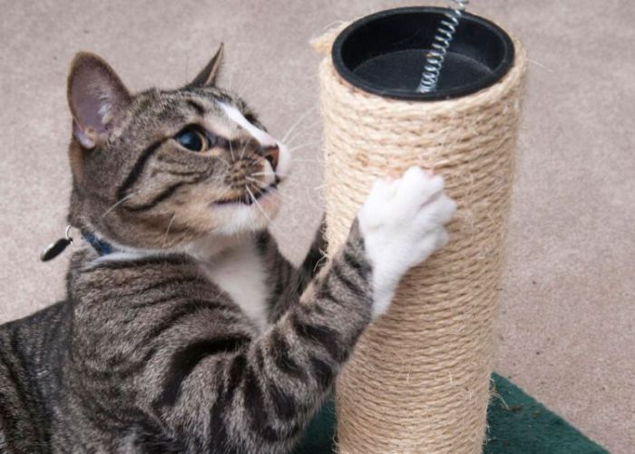 a cat scratching a post