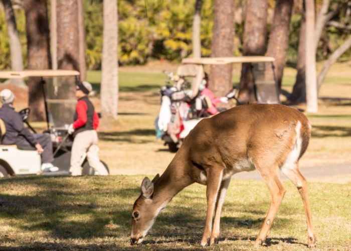 a deer grazing on grass with golfers in the background