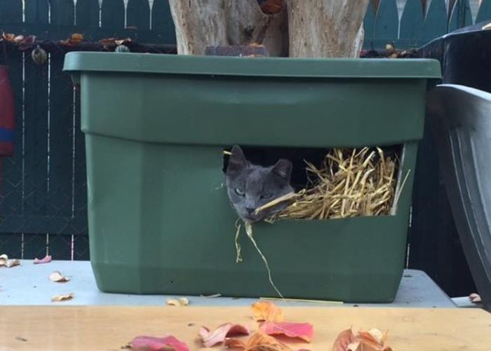 a cat peeking out of a plastic tote shelter stuffed with straw