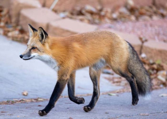 a fox trotting along a road