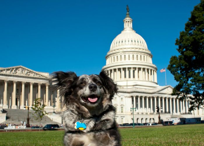a dog sits in the grass in front of the US capitol building