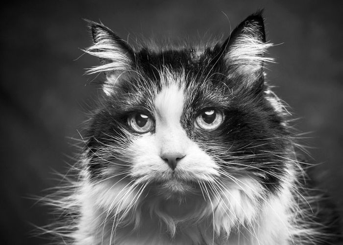 black and white photo of a senior cat