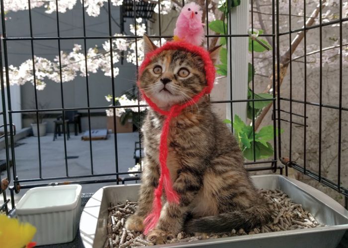 a cat wearing a knitted hat with a bird on top