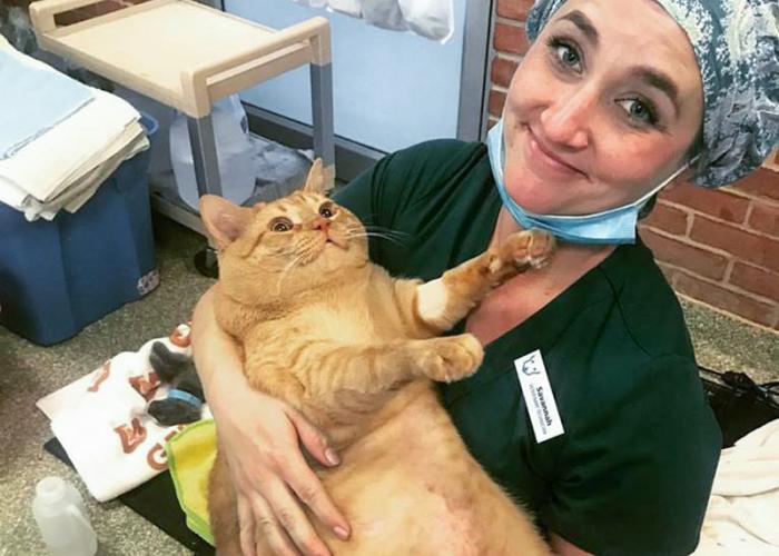 a veterinarian holds an obese cat