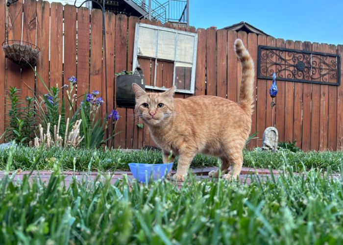 an outdoor cat looking up from a feeding bowl