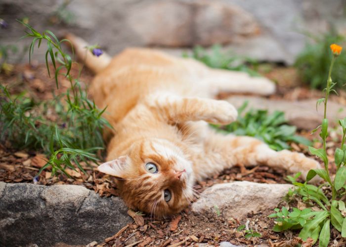 a cat laying in a garden