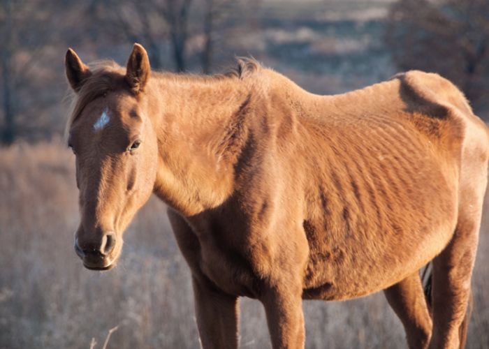 an emaciated horse