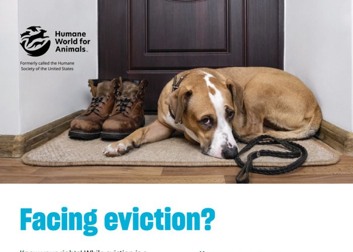 Facing eviction? Don't panic