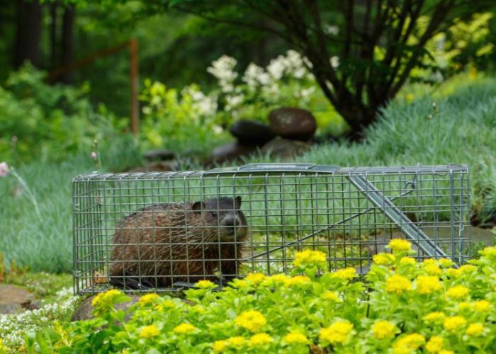 a groundhog in a humane trap