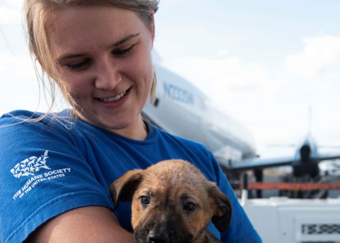 2019 Impact statement - Shelter and Rescue Partners
