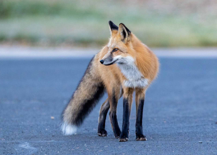 a fox standing in a clearing