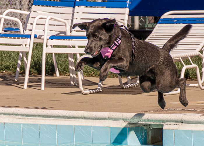 a dog leaps into a pool