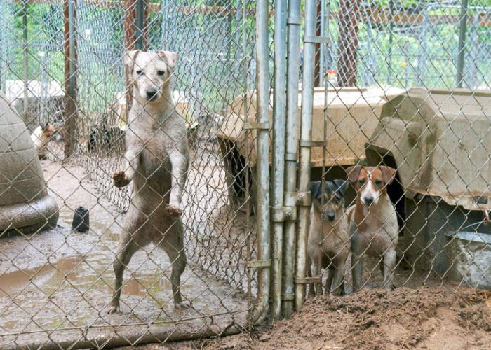 Dogs in cages in deep mud