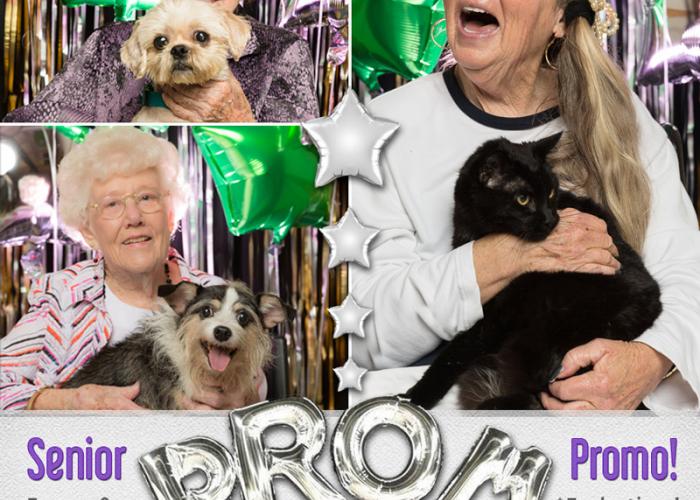 collage of senior citizens posing with shelter pets in front of a prom backdrop