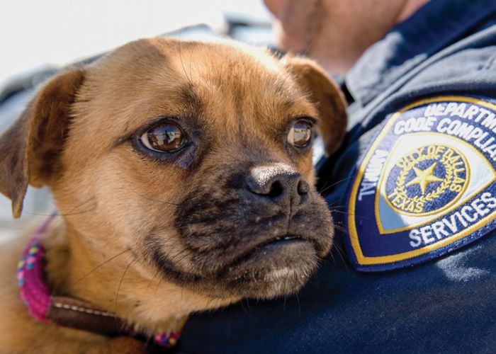 an animal control officer holds a dog