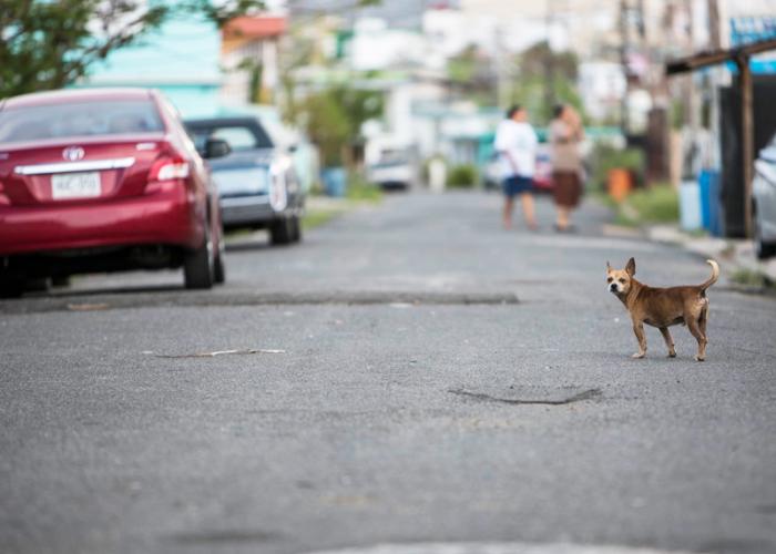 a dog on a street
