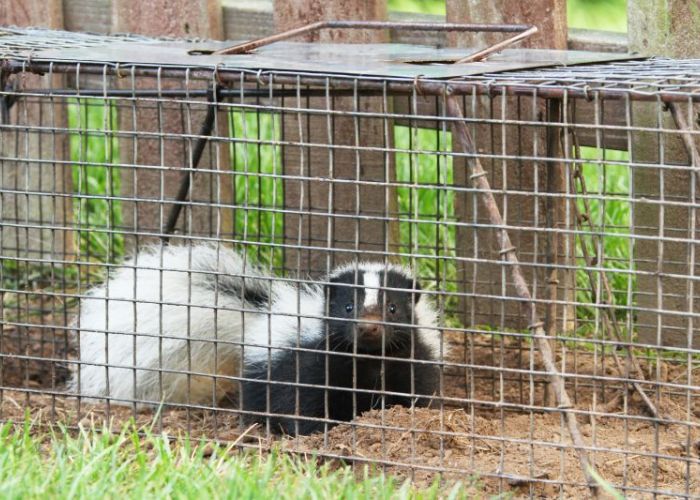 a skunk in a trap