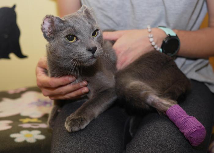 a cat with a broken leg and injured ears sits on a woman's lap