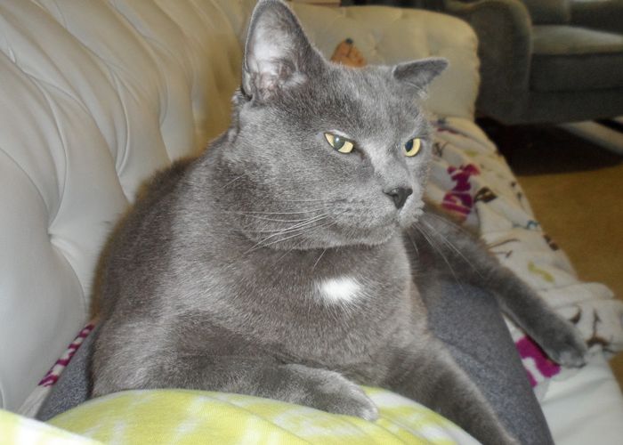 a gray cat relaxing on a sofa