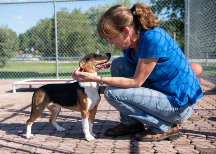 a woman kneels to pet a beagle