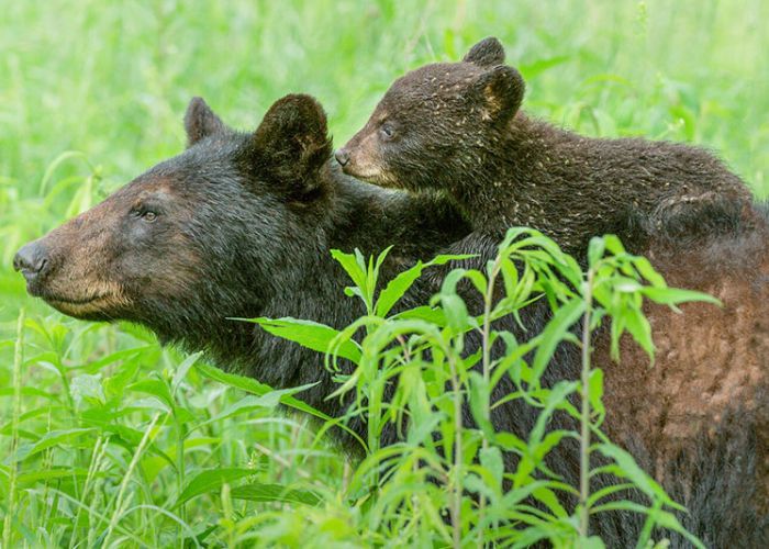 a mother bear with her cub on her back