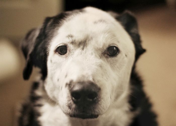 a black and white dog