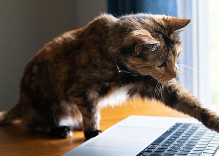 a cat reaching a paw toward a laptop screen