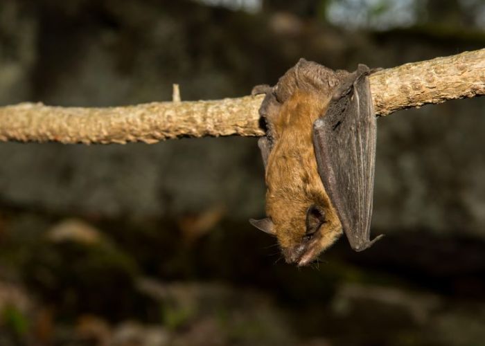 a bat hanging off a rope